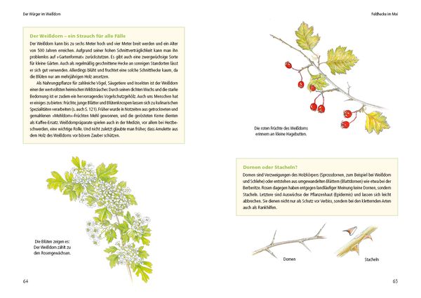 Produktbild: Vogelstimmen in Wald und Hecke