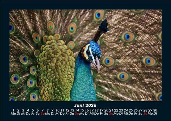 Produktbild: Vogelparadies 2026 Fotokalender DIN A5