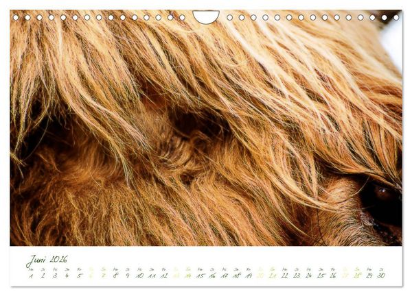 Produktbild: Das Hochlandrind (Wandkalender 2026 DIN A4 quer), CALVENDO Monatskalender