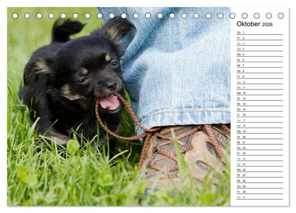 Produktbild: Chihuahuas - kleine Herzensbrecher (Tischkalender 2026 DIN A5 quer), CALVENDO Monatskalender