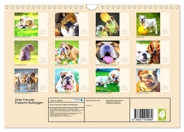 Produktbild: Dicke Freunde. Englische Bulldoggen (Wandkalender 2026 DIN A4 quer), CALVENDO Monatskalender