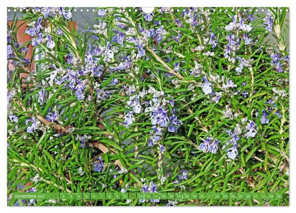 Produktbild: Fleurs du jardin aromatique (Calendrier mural 2027 DIN A3 vertical), CALVENDO calendrier mensuel
