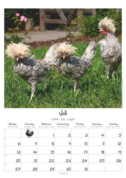 Produktbild: Hühner Kalender im Format 29,7 x 42