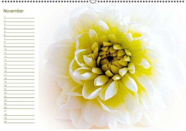 Produktbild: Bl&uuml;tentr&auml;ume - ganz in wei&szlig; / Geburtstagskalender (Wandkalender immerw&auml;hrend DIN A2 quer)
