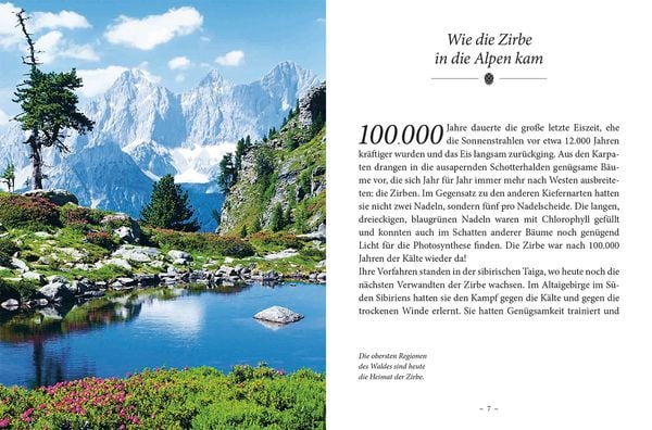 Das kleine Buch: Das Geheimnis der Zirbe