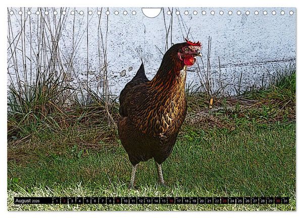 Produktbild: Die H&uuml;hner sind los! (Wandkalender 2026 DIN A4 quer), CALVENDO Monatskalender