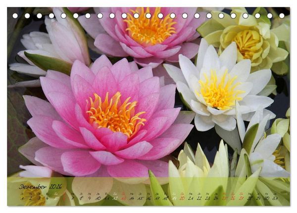 Produktbild: Bl&uuml;ten dicht an dicht (Tischkalender 2026 DIN A5 quer), CALVENDO Monatskalender