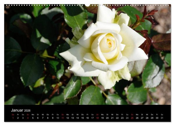 Produktbild: Baden bei Wien - Rosarium (hochwertiger Premium Wandkalender 2026 DIN A2 quer), Kunstdruck in Hochglanz