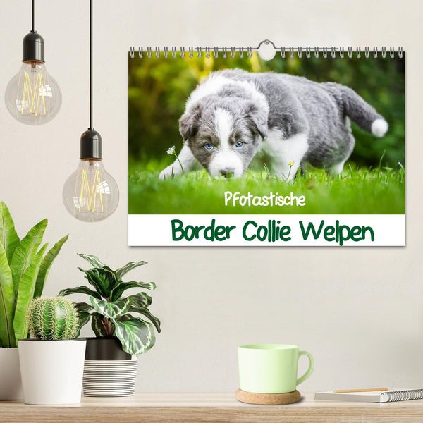 Produktbild: Pfotastische Border Collie Welpen (Wandkalender 2026 DIN A4 quer), CALVENDO Monatskalender