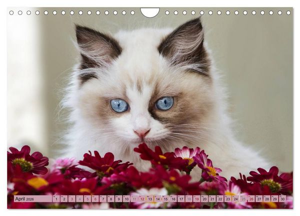 Produktbild: RAGDOLLS Impressionen aus der Kinderstube (Wandkalender 2026 DIN A4 quer), CALVENDO Monatskalender