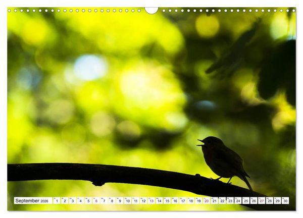 Produktbild: Geliebtes Rotkehlchen (Wandkalender 2026 DIN A3 quer), CALVENDO Monatskalender