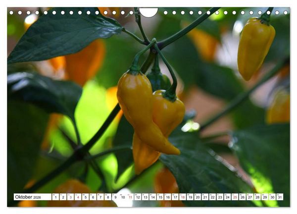 Produktbild: F&uuml;r Chili Liebhaber (Wandkalender 2026 DIN A4 quer), CALVENDO Monatskalender