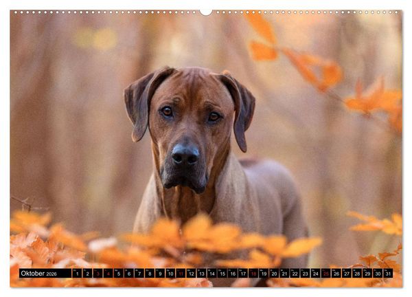 Produktbild: Ridgeback King (Wandkalender 2026 DIN A2 quer), CALVENDO Monatskalender