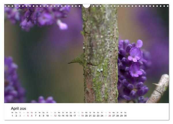 Produktbild: Zarte Natur 2026 (Wandkalender 2026 DIN A3 quer), CALVENDO Monatskalender