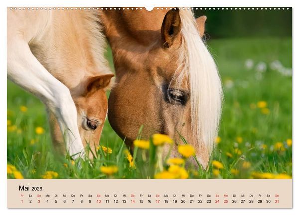 Produktbild: Haflinger Fohlen (Wandkalender 2026 DIN A2 quer), CALVENDO Monatskalender