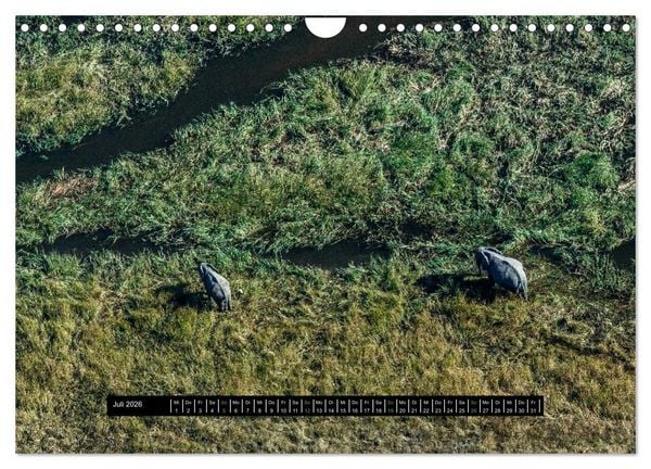 Produktbild: Afrikas Tierwelt - Wilde Elefanten (Wandkalender 2026 DIN A4 quer), CALVENDO Monatskalender