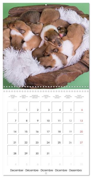 Produktbild: Lovely Collie 2026 (Wall Calendar 2026 12 &times; 12 Inch) CALVENDO 12 Month Wall Calendar