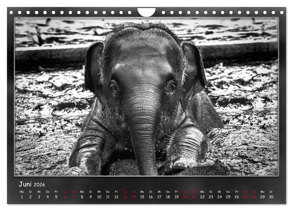 Produktbild: Tieren ins Gesicht geschaut (Wandkalender 2026 DIN A4 quer), CALVENDO Monatskalender