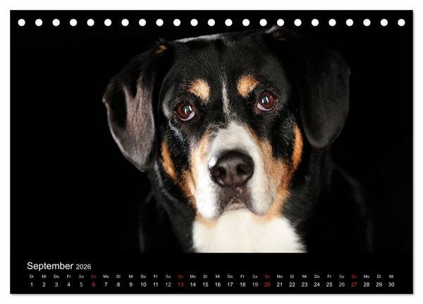 Produktbild: Dogs (Tischkalender 2026 DIN A5 quer), CALVENDO Monatskalender