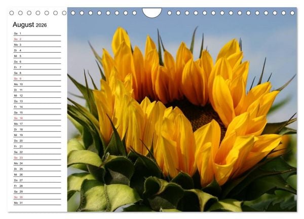 Produktbild: Sonnenblumen Impressionen (Wandkalender 2026 DIN A4 quer), CALVENDO Monatskalender