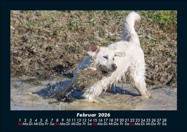 Produktbild: Hundezauber 2026 Fotokalender DIN A5
