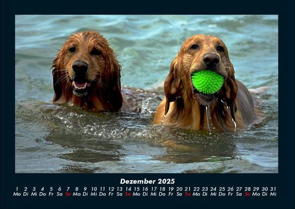 Produktbild: Hundezauber 2025 Fotokalender DIN A4