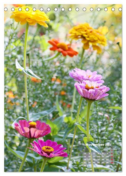 Produktbild: Zinnien im Garten (Tischkalender 2026 DIN A5 hoch), CALVENDO Monatskalender