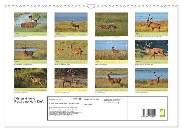 Produktbild: K&uuml;sten Hirsche - Rotwild auf dem Dar&szlig; (Wandkalender 2026 DIN A3 quer), CALVENDO Monatskalender