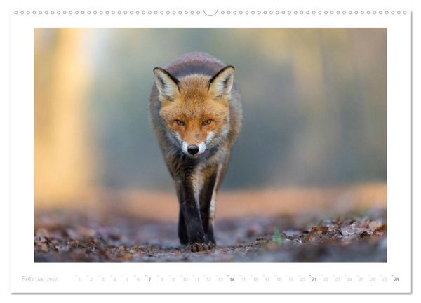 Produktbild: Der Rotfuchs (hochwertiger Premium Wandkalender 2027 DIN A2 quer), Kunstdruck in Hochglanz