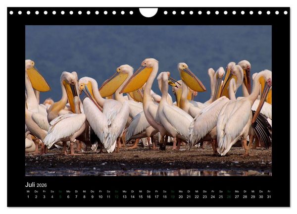 Produktbild: Wilde Tiere Afrikas (Wandkalender 2026 DIN A4 quer), CALVENDO Monatskalender