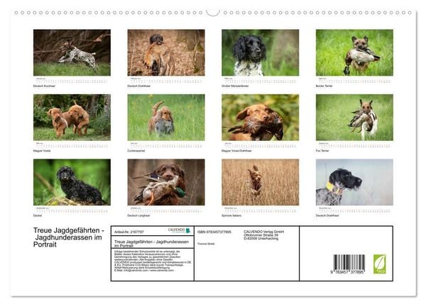 Produktbild: Treue Jagdgef&auml;hrten - Jagdhunderassen im Portrait (hochwertiger Premium Wandkalender 2026 DIN A2 quer), Kunstdruck in Hochglanz