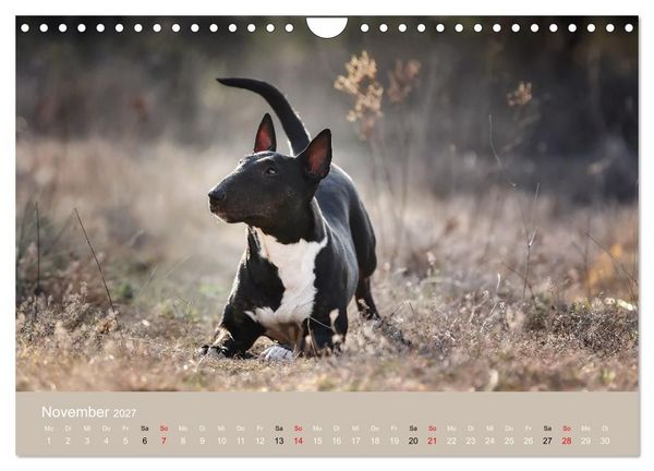 Produktbild: Bullterrier - charmante Herzensbrecher (Wandkalender 2027 DIN A4 quer), CALVENDO Monatskalender