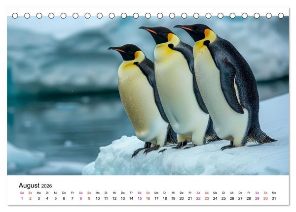 Produktbild: Maritim pur - Pinguine (Tischkalender 2026 DIN A5 quer), CALVENDO Monatskalender