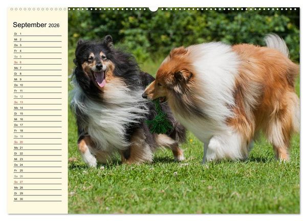 Produktbild: Collie - Mein bester Freund (Wandkalender 2026 DIN A2 quer), CALVENDO Monatskalender