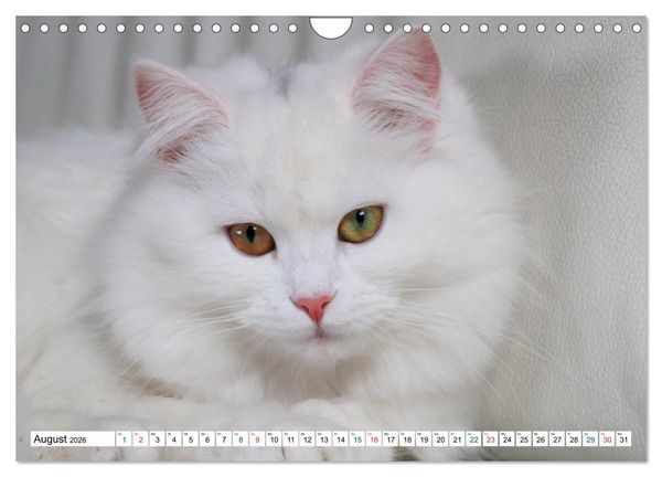 Produktbild: Die Perserkatze - Farbschlag Wei&szlig; (Wandkalender 2026 DIN A4 quer), CALVENDO Monatskalender