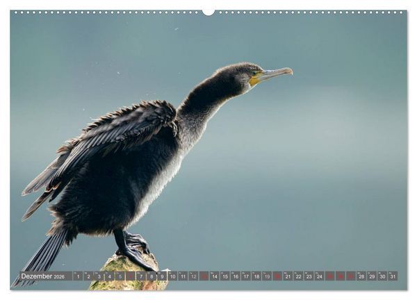 Produktbild: INNE BOTANIK - V&ouml;gel im Ruhrpott (hochwertiger Premium Wandkalender 2026 DIN A2 quer), Kunstdruck in Hochglanz