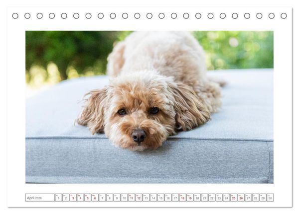 Produktbild: Maltipoo - Malteser -Pudel (Tischkalender 2026 DIN A5 quer), CALVENDO Monatskalender