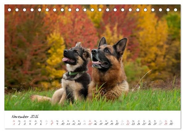 Produktbild: Sch&auml;ferhunde Seelenhunde (Tischkalender 2026 DIN A5 quer), CALVENDO Monatskalender