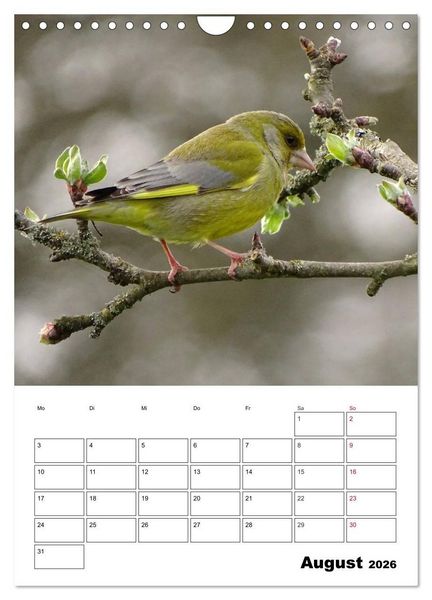 Produktbild: Amsel, Drossel, Fink und Star - beobachtet (Wandkalender 2026 DIN A4 hoch), CALVENDO Monatskalender