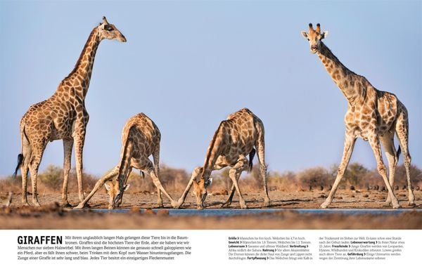 Produktbild: Unsere Welt in 1000 Bildern. Tiere