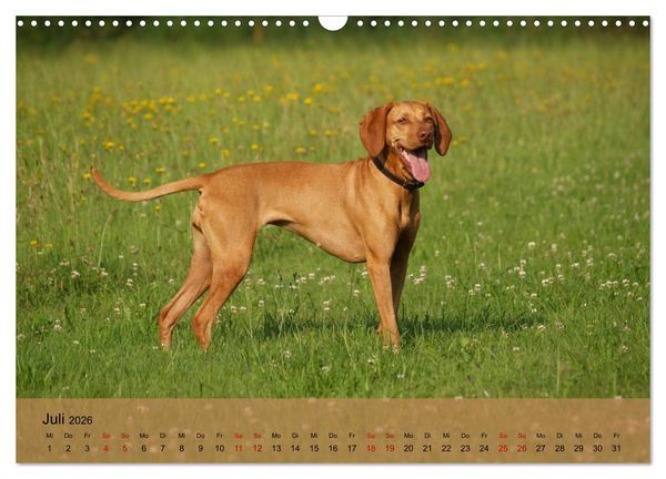 Produktbild: Magyar Vizsla - Ungarischer Vorstehhund (Wandkalender 2026 DIN A3 quer), CALVENDO Monatskalender