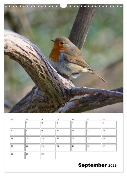 Produktbild: Heimische Singv&ouml;gel (Wandkalender 2026 DIN A3 hoch), CALVENDO Monatskalender