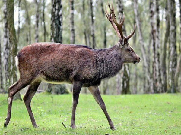 Produktbild: CALVENDO Puzzle Der Sikahirsch - Der kleine Asiat in unseren W&auml;ldern | 1000 Teile Lege-Gr&ouml;&szlig;e 64x48cm Foto-Puzzle f&uuml;r gl&uuml;ckliche Stunden