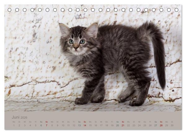 Produktbild: Flauschige Ragdoll Kitten (Tischkalender 2026 DIN A5 quer), CALVENDO Monatskalender