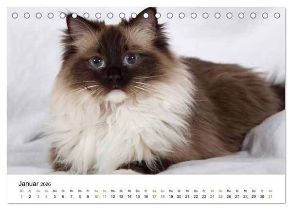 Produktbild: Ragdolls (Tischkalender 2026 DIN A5 quer), CALVENDO Monatskalender