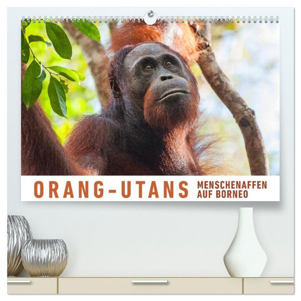 Produktbild: Orang-Utans Menschenaffen auf Borneo (hochwertiger Premium Wandkalender 2026 DIN A2 quer), Kunstdruck in Hochglanz