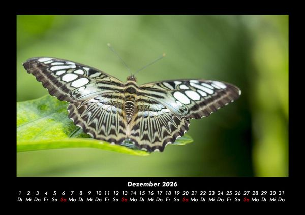 Produktbild: Bunte Pracht der Schmetterlinge 2026 Fotokalender DIN A3