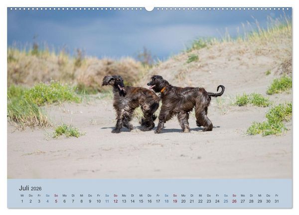 Produktbild: AFGHANISCHE WINDHUNDE 2026 (hochwertiger Premium Wandkalender 2026 DIN A2 quer), Kunstdruck in Hochglanz