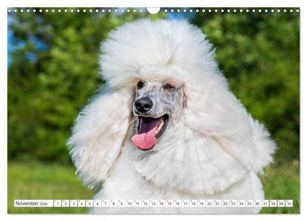 Produktbild: Pudel - Gl&uuml;ck auf vier Pfoten (Wandkalender 2026 DIN A3 quer), CALVENDO Monatskalender