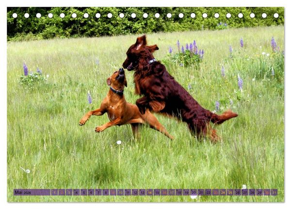 Produktbild: Rhodesian Ridgeback - eine Liebe f&uuml;rs Leben (Tischkalender 2026 DIN A5 quer), CALVENDO Monatskalender